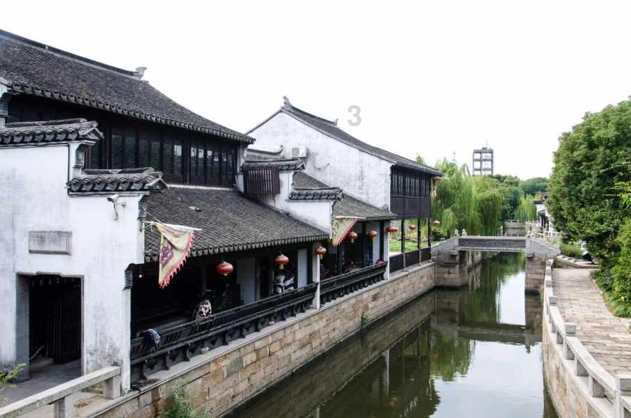 泰安交警出勤偶遇“大鹅”，不料竟是国家二级保护动物